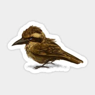 Kookaburra Sticker